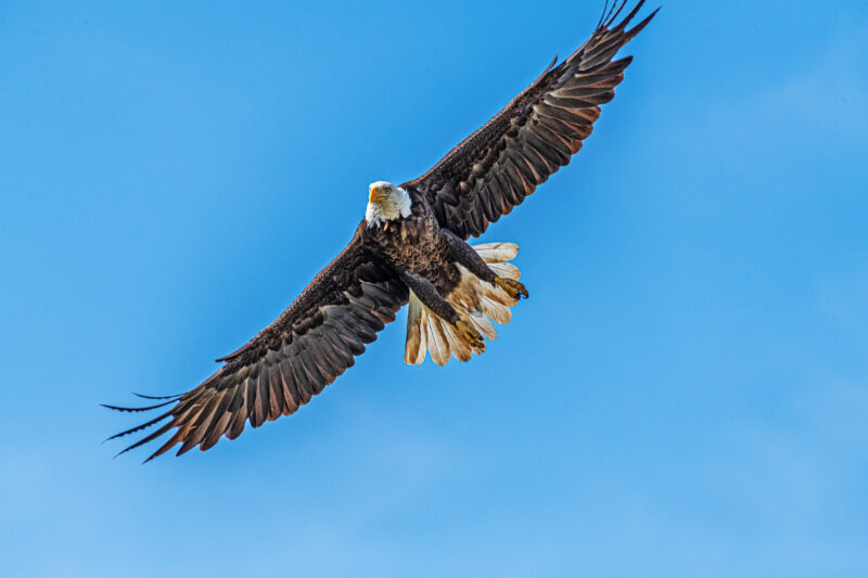 4th of July bald eagle at Hagerman on Lake Texoma