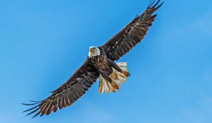 4th of July bald eagle at Hagerman on Lake Texoma